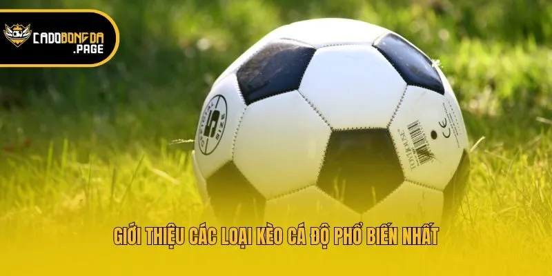 Giới thiệu các loại kèo cá độ phổ biến nhất