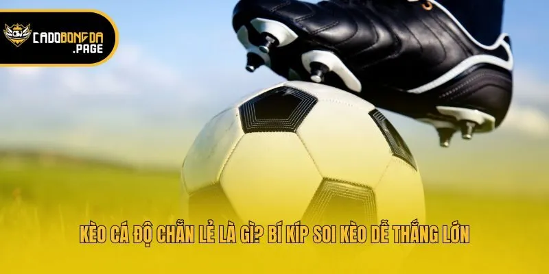 Kèo Cá Độ Chẵn Lẻ Là Gì? Bí Kíp Soi Kèo Dễ Thắng Lớn